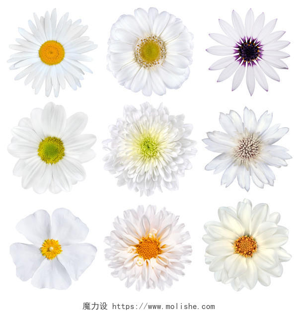 隔离在白色背景上的白花组的九个菊花格柏万寿菊菊花矢车菊达尔